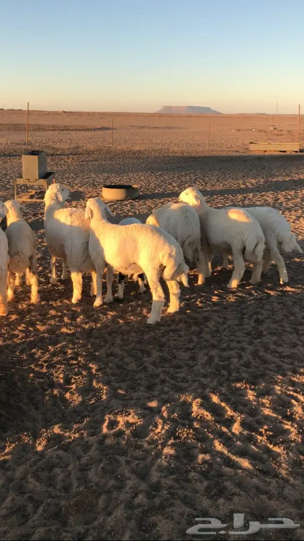 بهم خرفان طيب  (image 1)