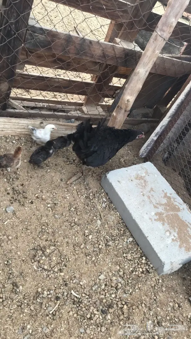 دجاج بلدي يعيالها