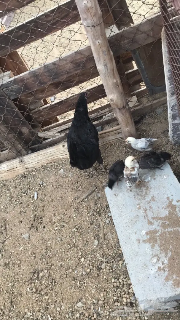 دجاج بلدي يعيالها (image 1)