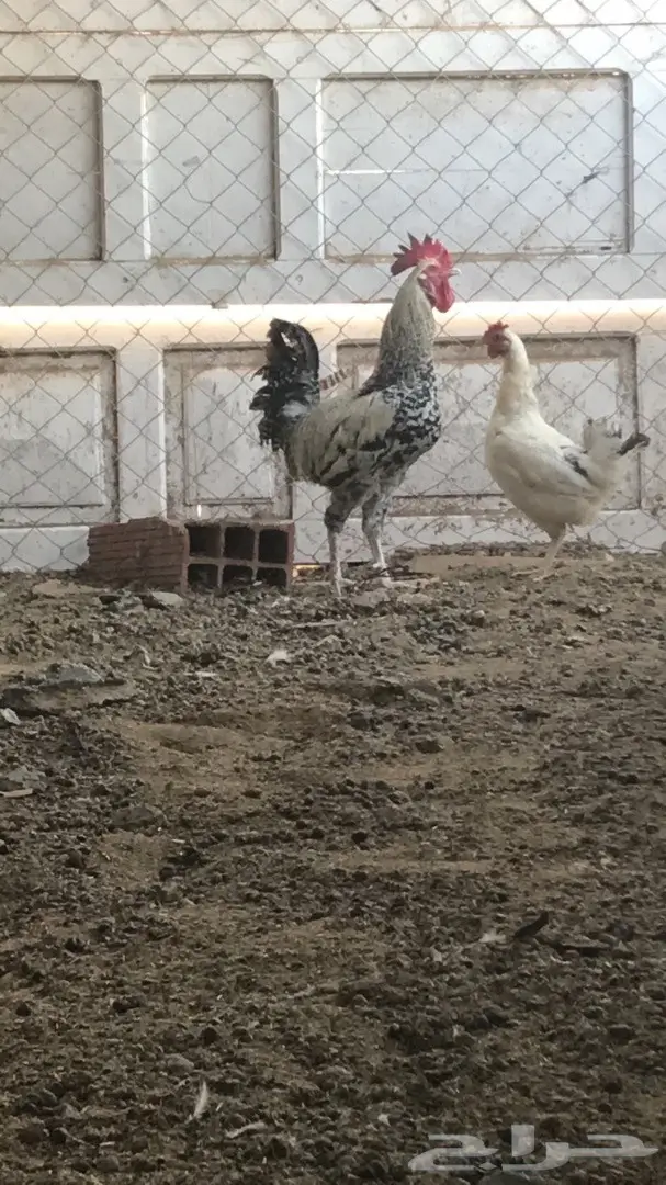 دجاج بلدي يعيالها (image 2)