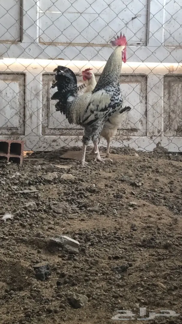 دجاج بلدي يعيالها (image 3)