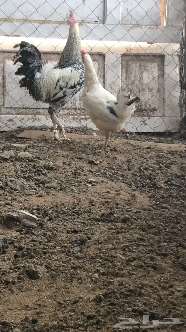 دجاج بلدي يعيالها (image 4)