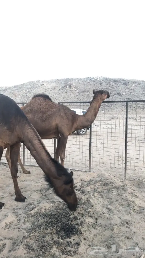 ناقة ملحا جذعة وناقة ثنو  (image 1)