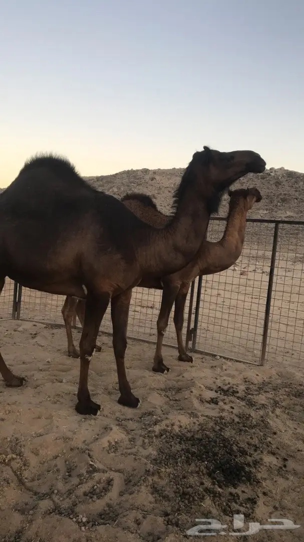 ناقة ملحا جذعة وناقة ثنو  (image 2)