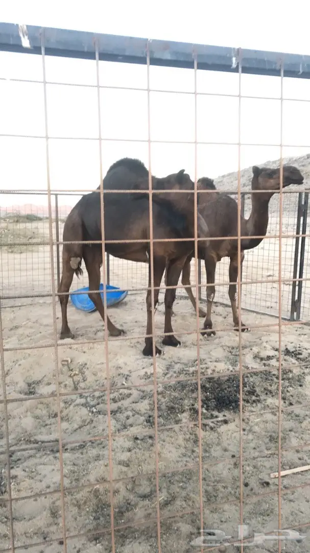 ناقة ملحا جذعة وناقة ثنو  (image 5)