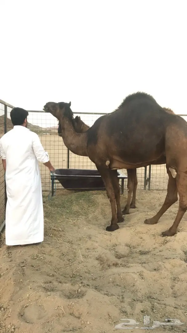 ناقة ملحا جذعة وناقة ثنو  (image 8)