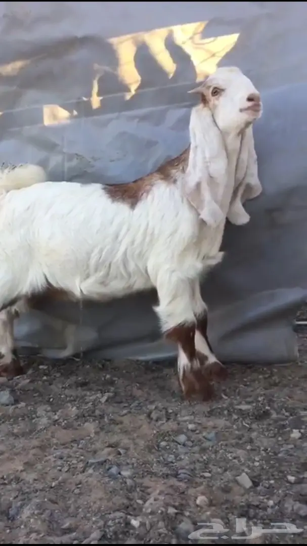 تيس هولندي مشروع فحل 