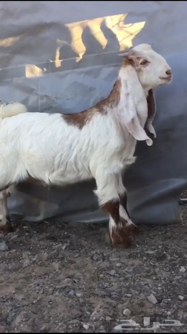 تيس هولندي مشروع فحل  (image 1)