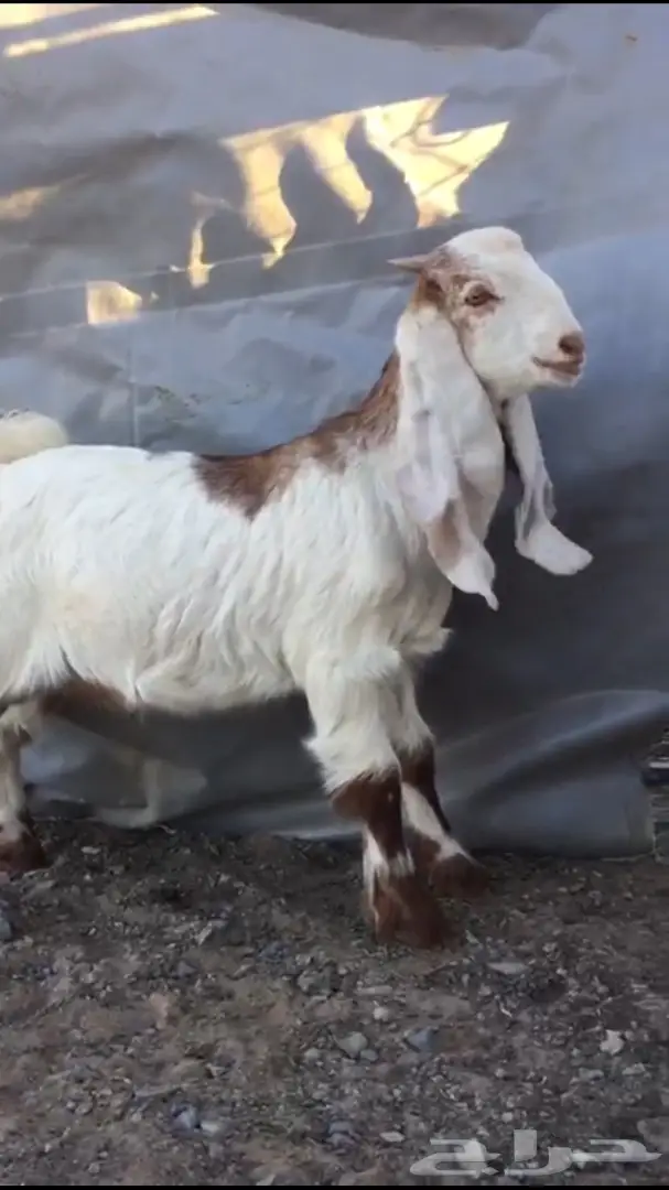 تيس هولندي مشروع فحل  (image 2)