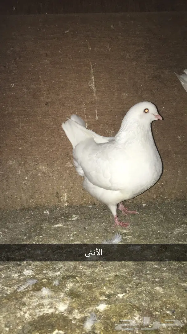 زوج مدينه ابيض