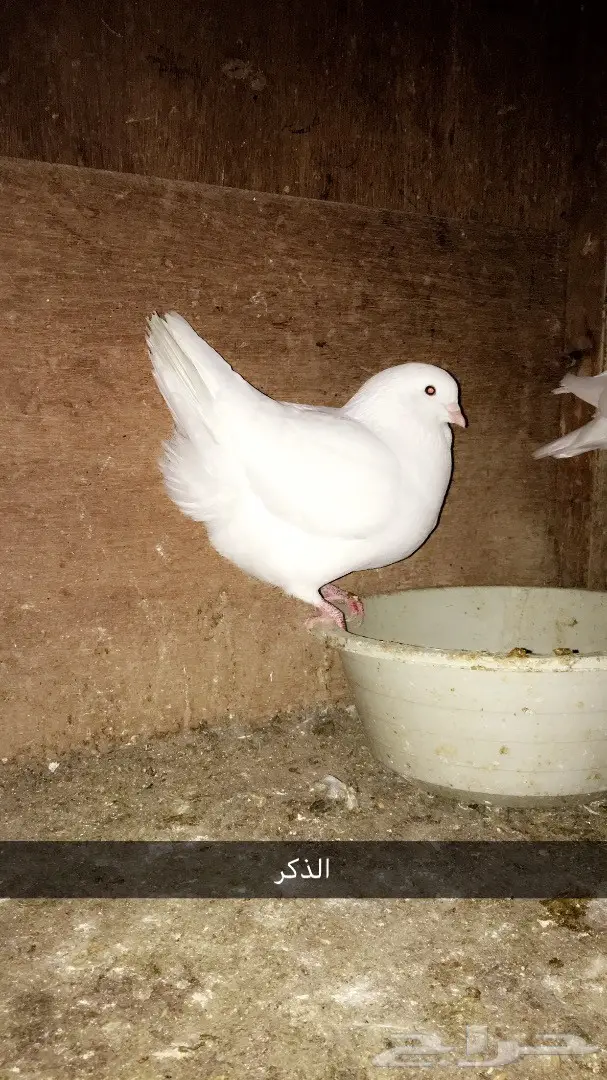 زوج مدينه ابيض (image 1)