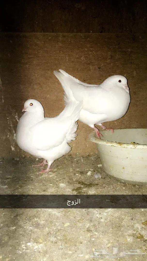 زوج مدينه ابيض (image 2)