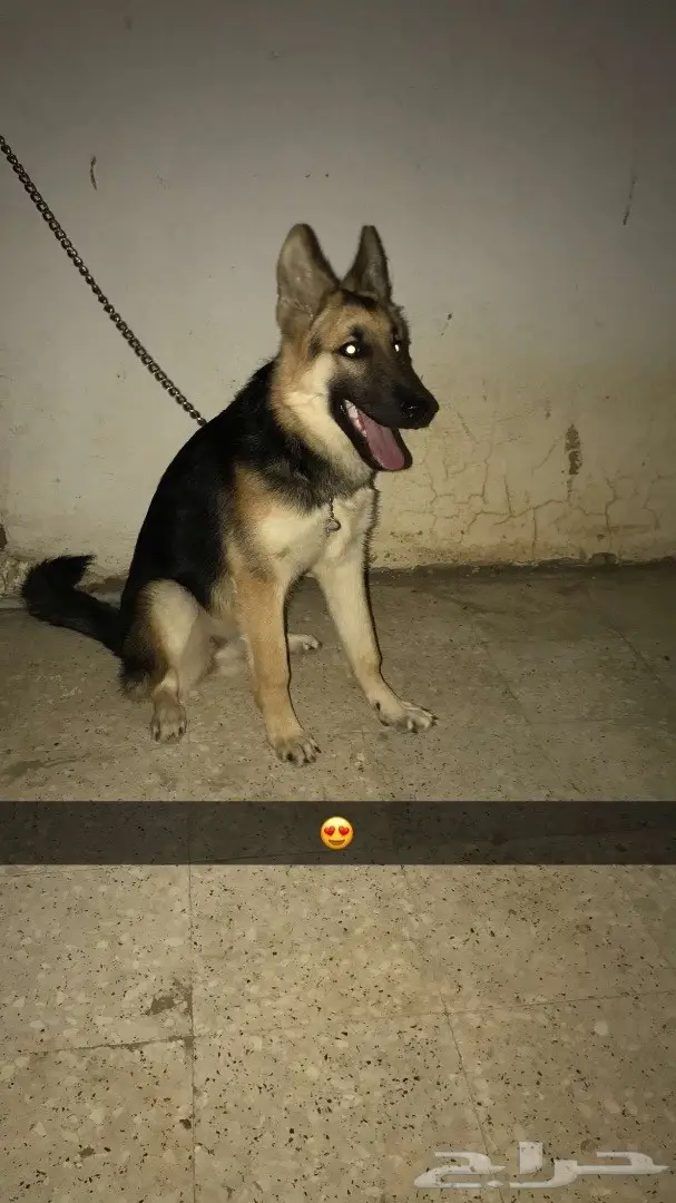 كلب جيرمن  (image 1)