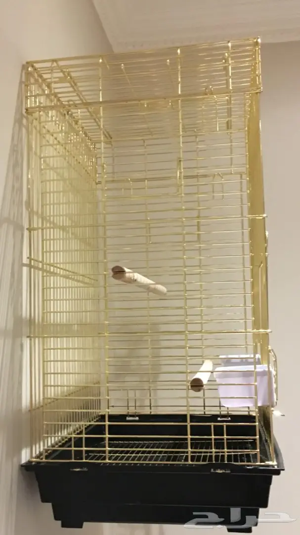 قفص كبير قمته الاساسيه 150 ريال