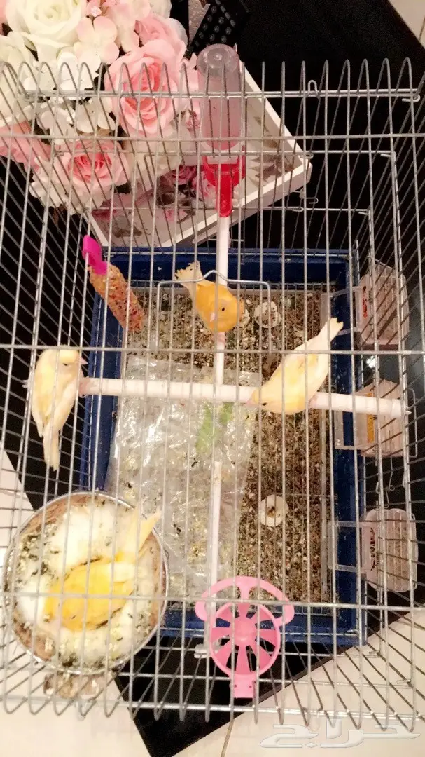 جوز كناري مع فرخين 