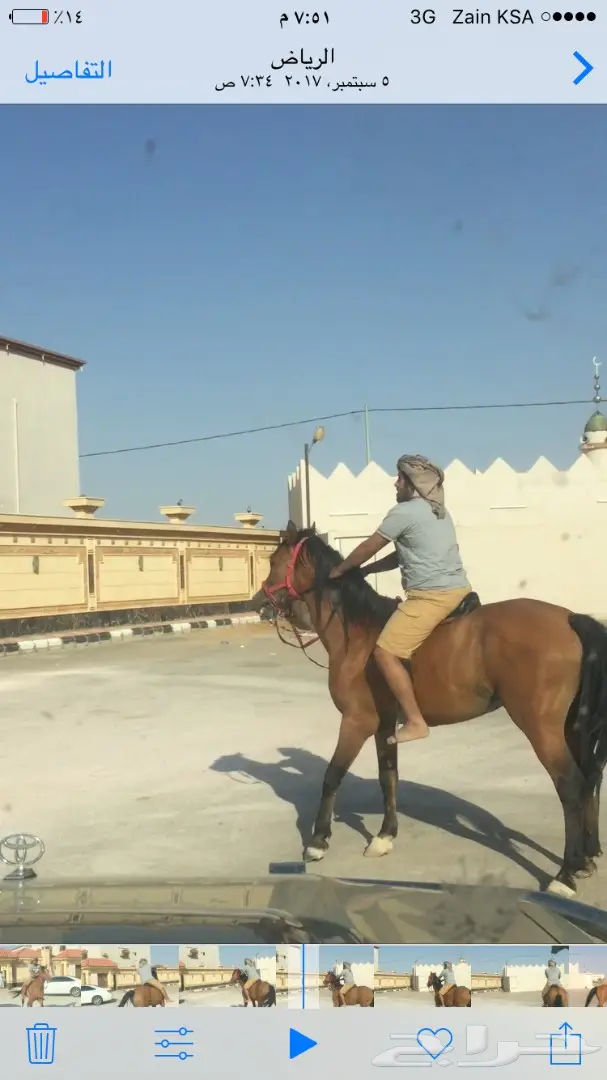 حصان شعبي عمره10 سنوات (image 3)