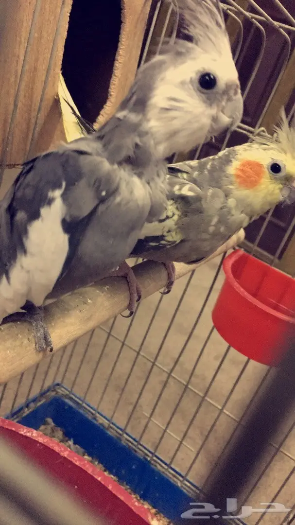 للبيع زوج كروان سبق له الانتاج (image 1)