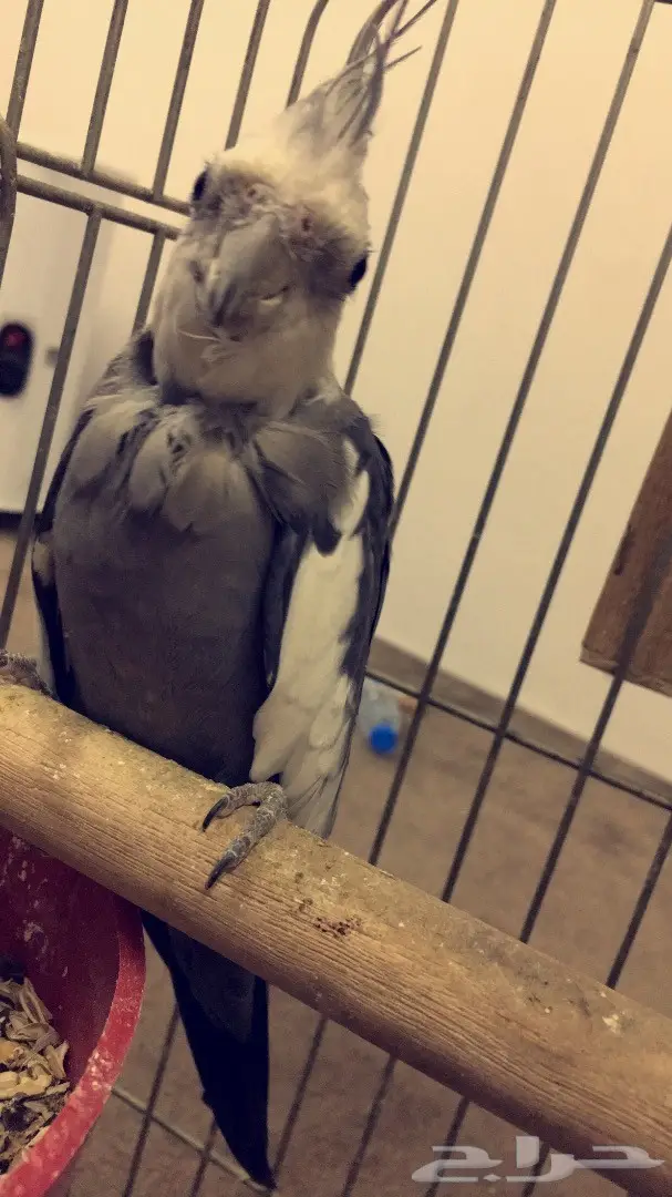 للبيع زوج كروان سبق له الانتاج (image 3)