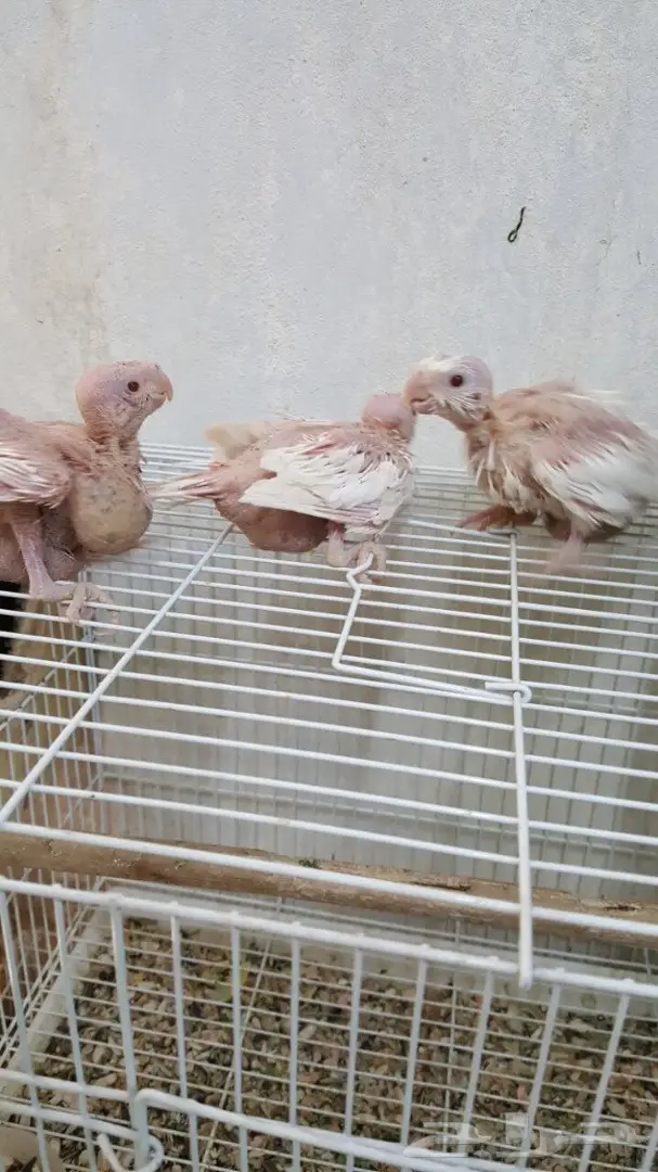 فروخ كروان البينو فالو غر