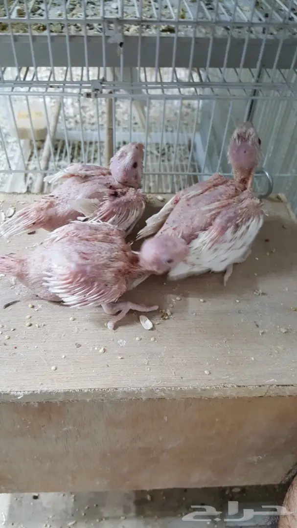 فروخ كروان البينو فالو غر (image 1)