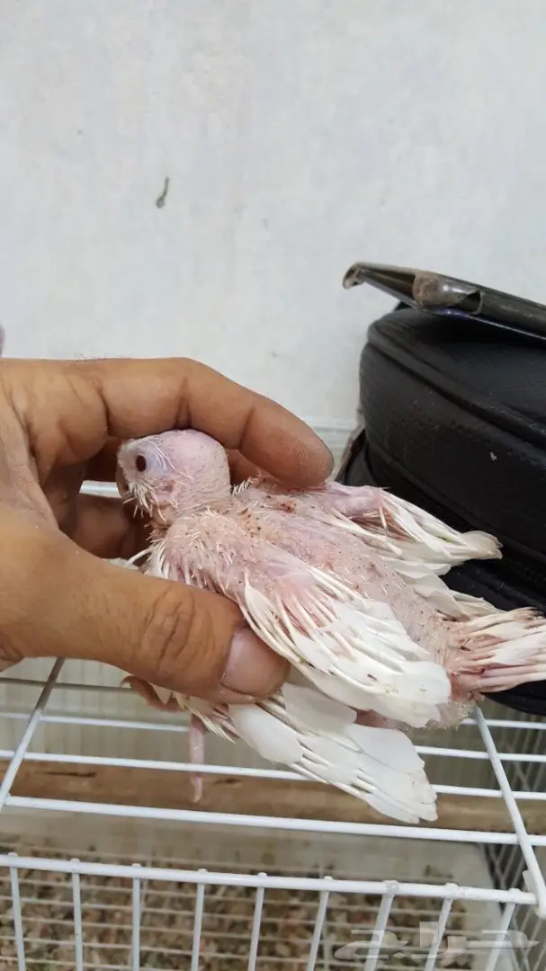 فروخ كروان البينو فالو غر (image 2)