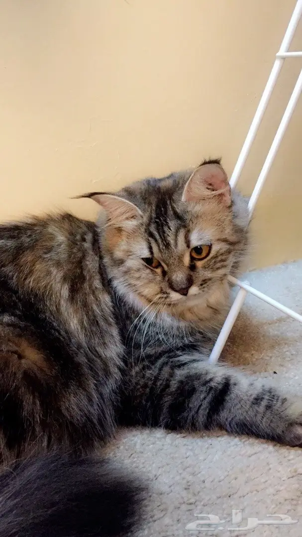 قطه للبيع