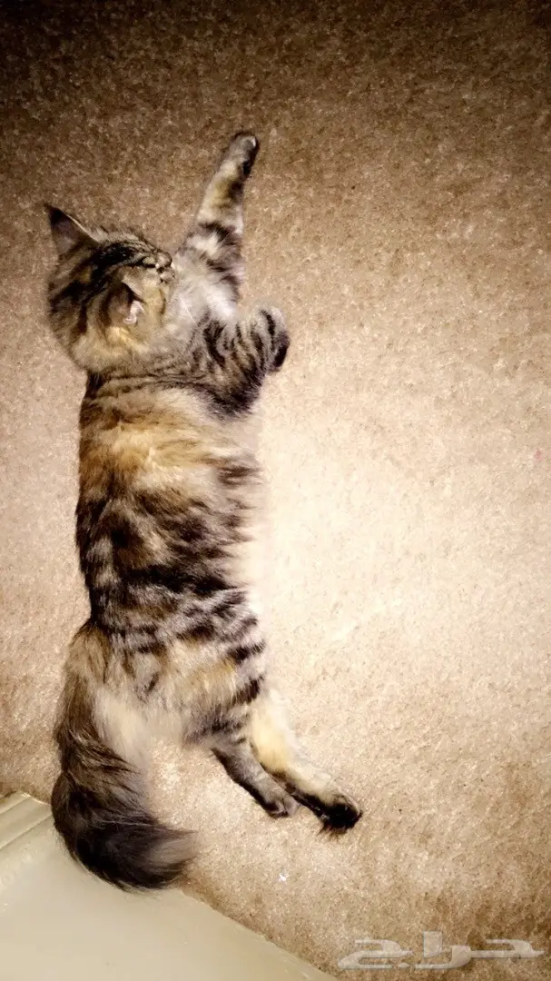 قطه للبيع (image 1)