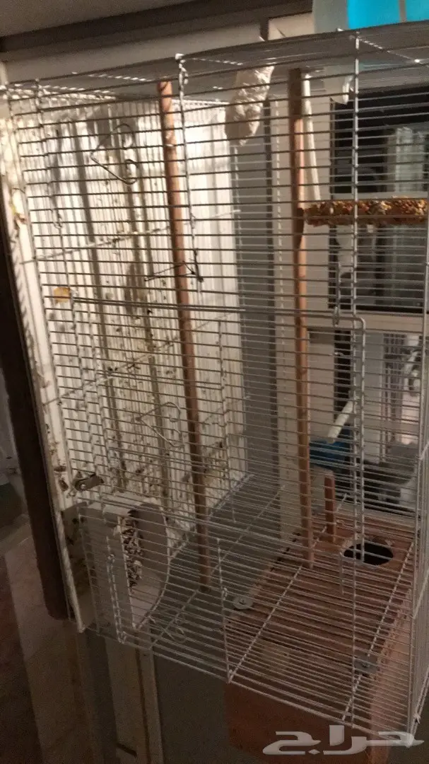 زوج روز منتج مشروط