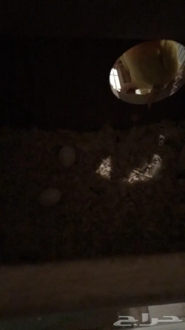 زوج روز منتج مشروط (image 1)