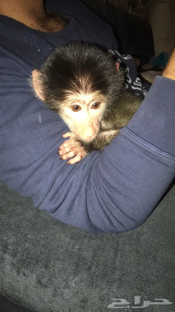 قرد للبيع  (image 1)