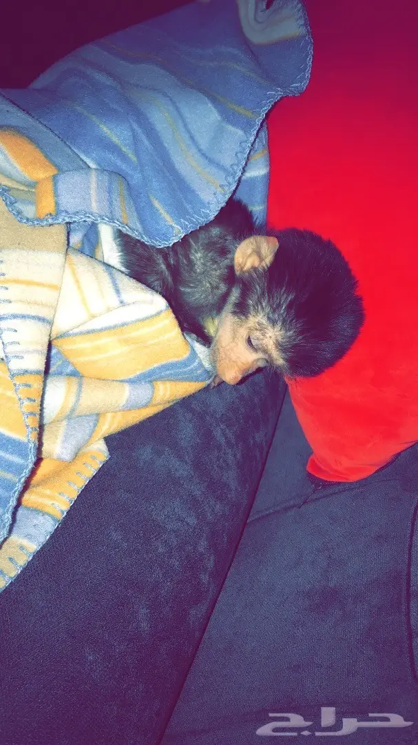 قرد للبيع  (image 2)