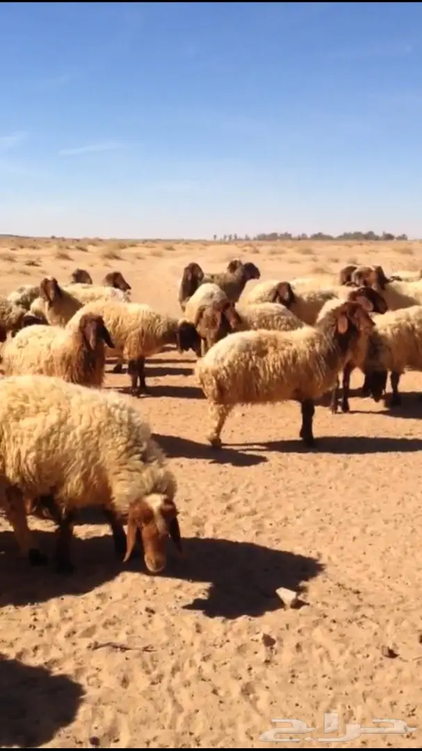 غنم نعيم صنف طيبه (image 2)