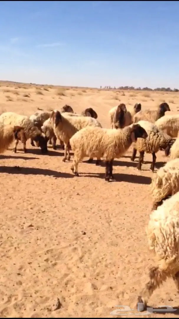 غنم نعيم صنف طيبه (image 3)