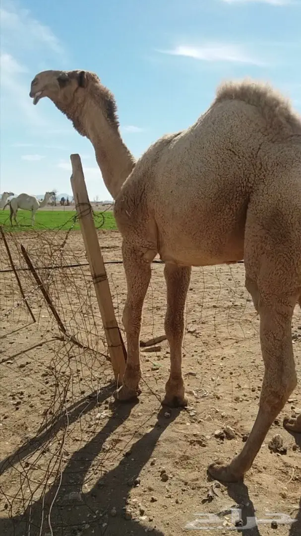 قعود علياني