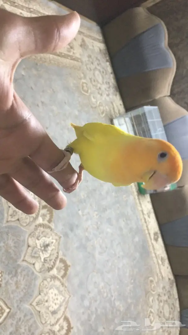 روز هدد للبيع ذكر و انثئ