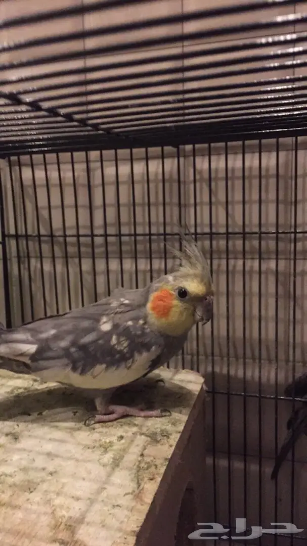 زوج كروان للبيع 