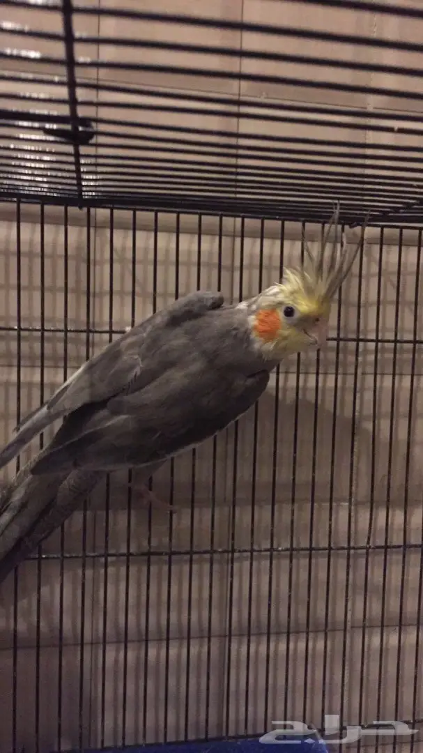 زوج كروان للبيع  (image 1)