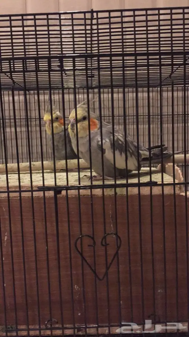 زوج كروان للبيع  (image 2)