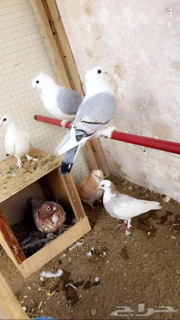 حمام حب رمان 