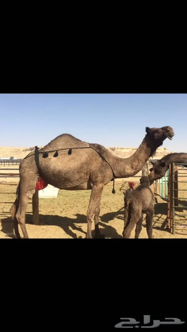 خلفه يامدور مناح والبيع سمح 