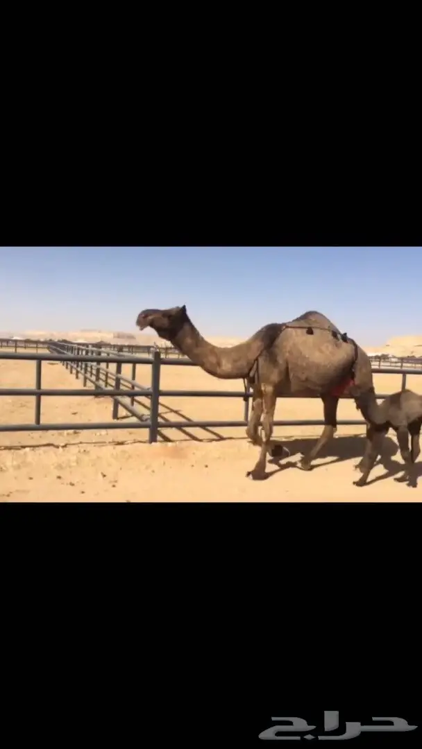 خلفه يامدور مناح والبيع سمح  (image 1)