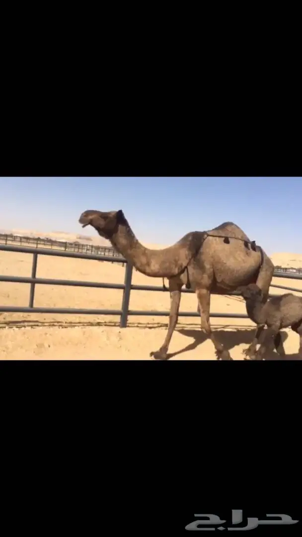 خلفه يامدور مناح والبيع سمح  (image 2)