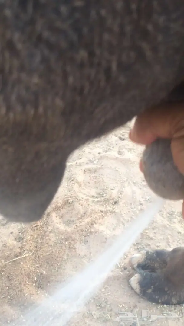 خلفه يامدور مناح والبيع سمح  (image 3)