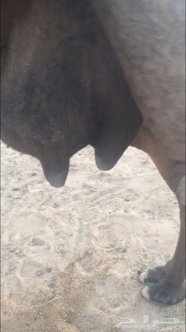 خلفه يامدور مناح والبيع سمح  (image 7)