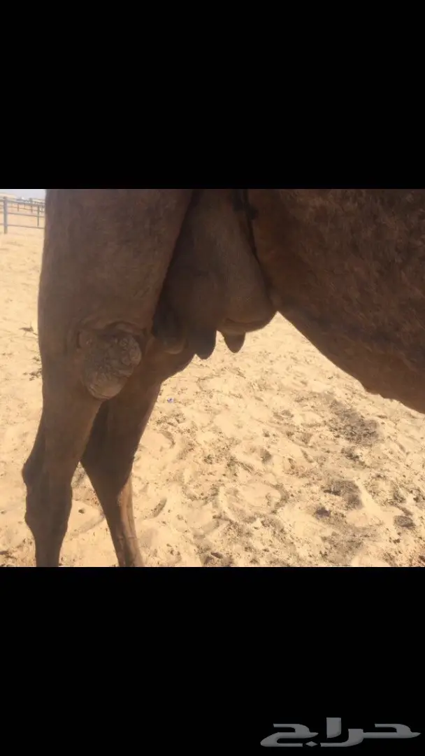 خلفه يامدور مناح والبيع سمح  (image 8)