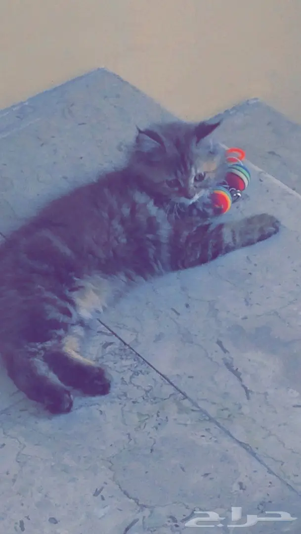 قطه شرازيه  (image 2)