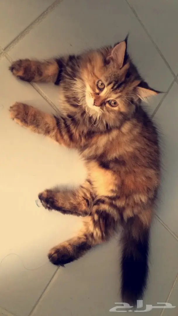 قطه شرازيه  (image 3)