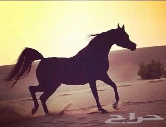 ايواء الرمك والامهار في الجنادرية 