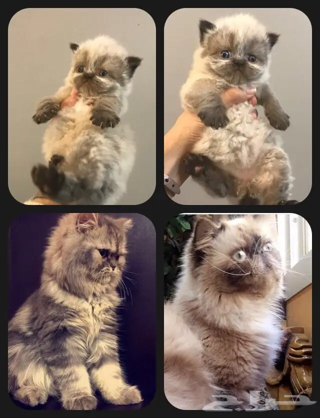 قط للبيع بيكي فيس (image 3)