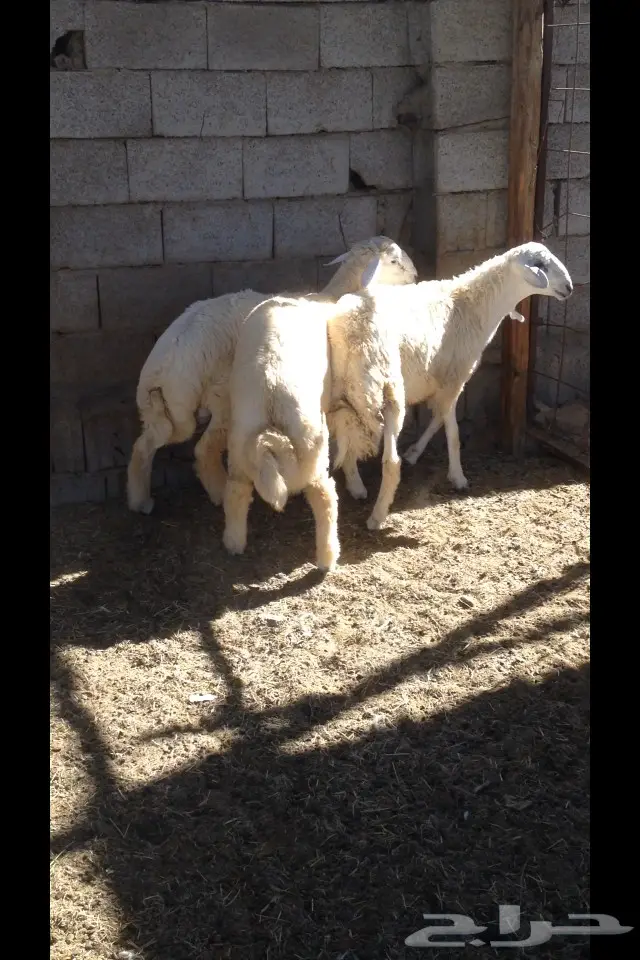 ثلاثة طليان حريه (image 2)